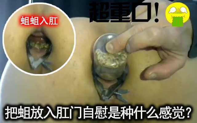 重口慎入大胆伪娘把一罐蛆塞入肛门感受蠕动的自慰感觉 海报