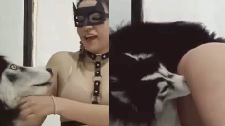 傻白甜喜欢和自己的二哈狗做爱 海报